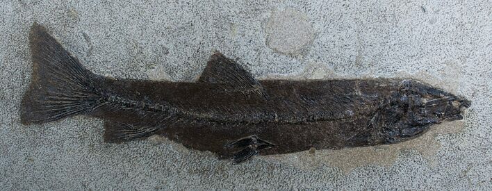 Exceptional Inch Notogoneus Fish Fossil #1387